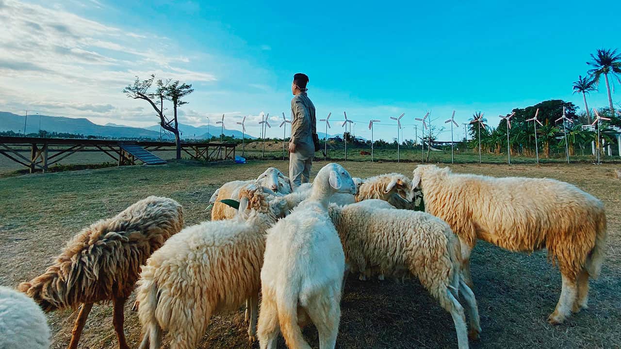 Cánh đồng cừu Nghệ An