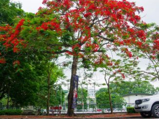 Thuê Xe Đi Hải Phòng: 7, 16, 29 Chỗ - Giá Tốt Nhất