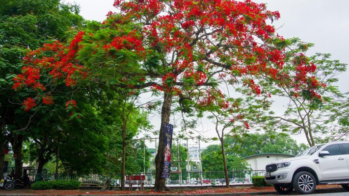 Thuê Xe Đi Hải Phòng: 7, 16, 29 Chỗ - Giá Tốt Nhất