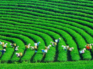 Đồi chè Ô Long Mộc Sương