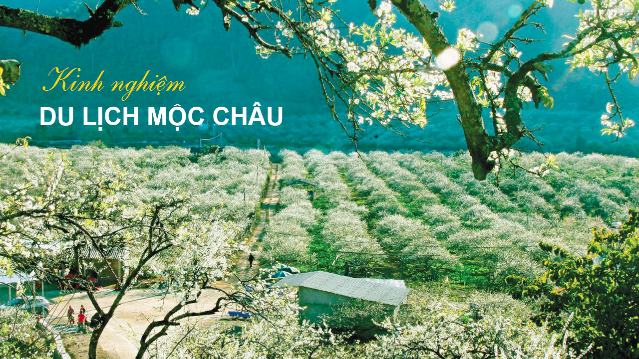 Kinh nghiệm du lịch Mộc Châu