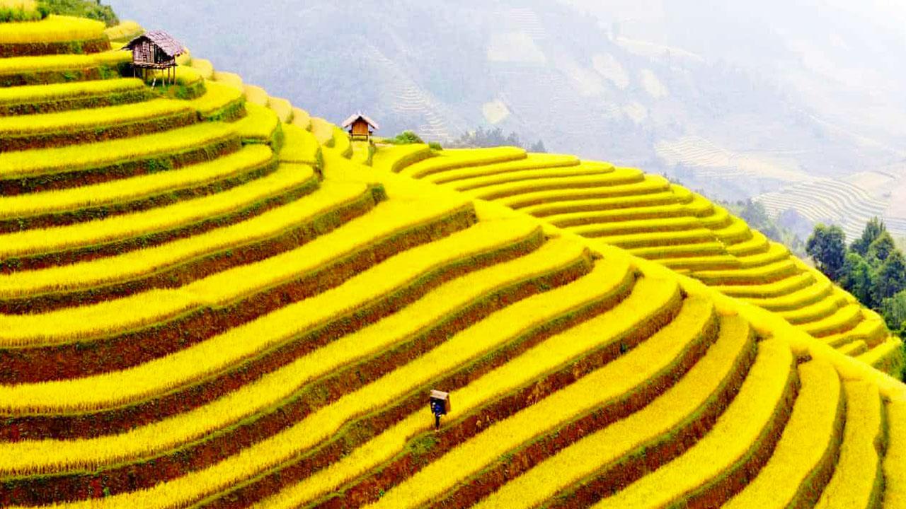 Sapa - Ripe rice season