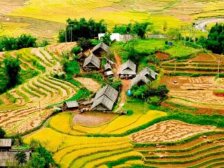 Mùa thu Sapa nhuộm sắc vàng của những thửa ruộng bậc thang mùa lúa chín
