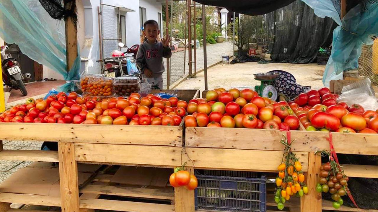 Cà chua Sapa và cách chế biến