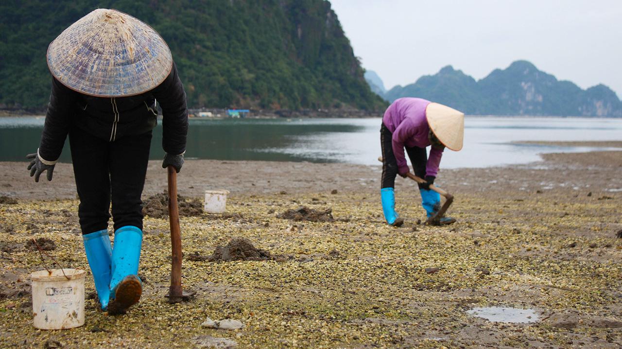 Sá sùng Trà Cổ