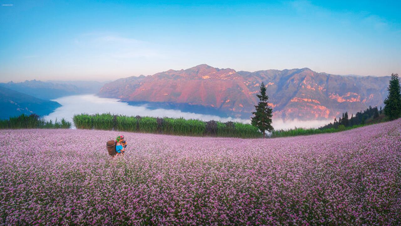 Hà Giang - Điểm đến lý tưởng ngắm hoa tam giác mạch