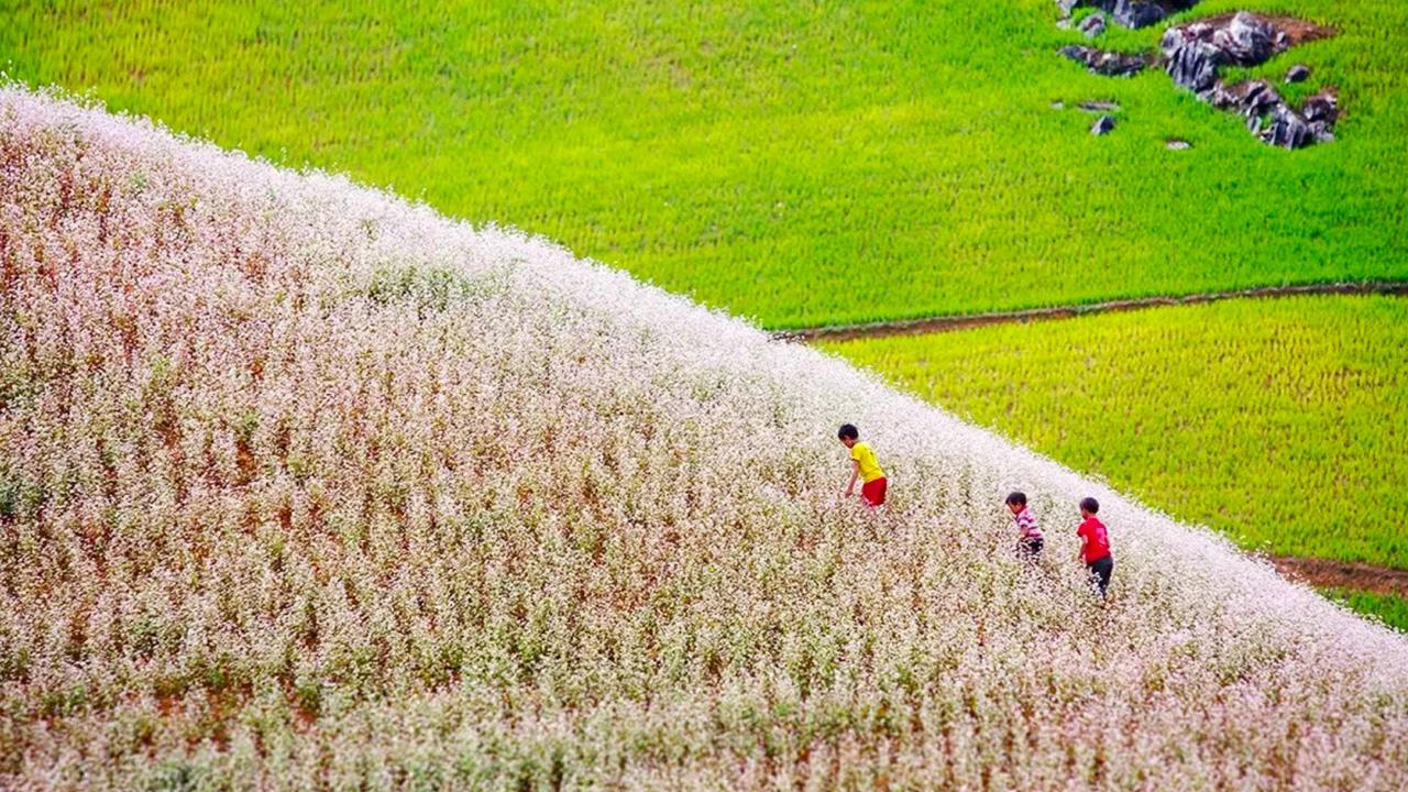 Hoa tam giác mạch ở Lào Cai