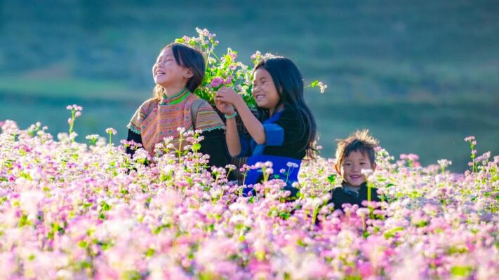 Hoa tam giác mạch thay đổi theo mùa