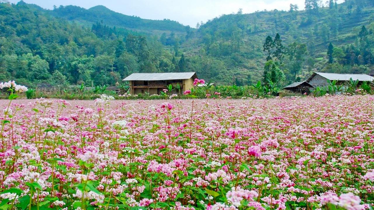 Đặc điểm về hoa khi nở vào tháng khác nhau