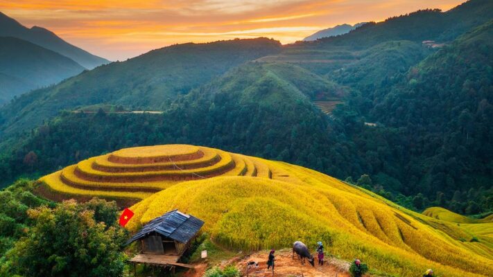 Mùa vàng tại Mù Cang Chải thu hút du khách trong và ngoài nước