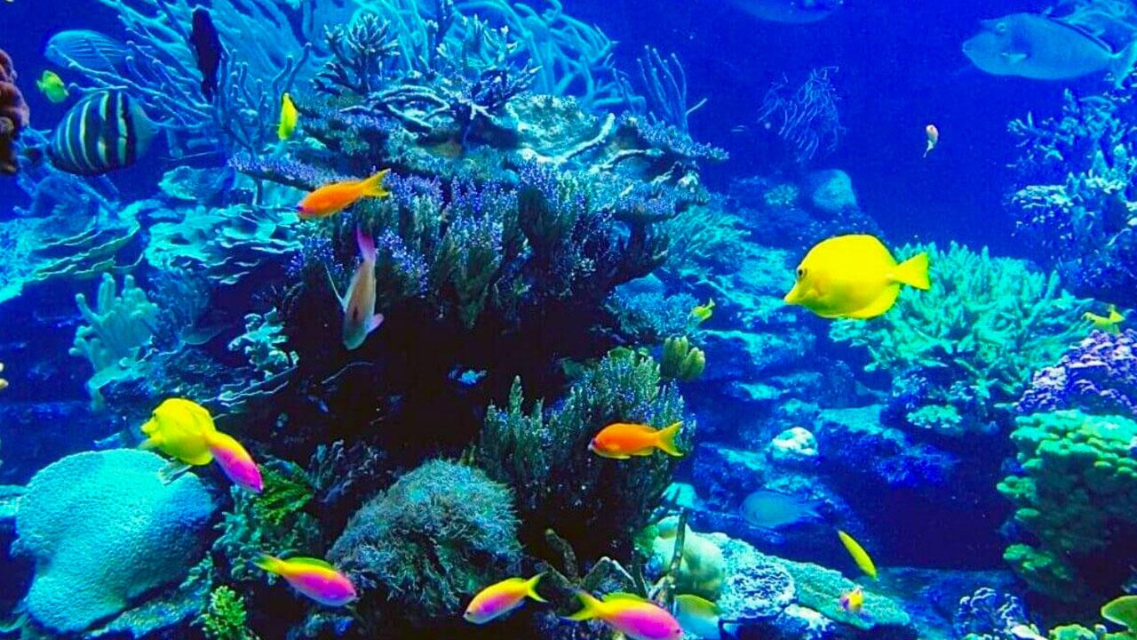 Du khách khám phá sinh vật biển tại Viện Hải dương học Nha Trang
