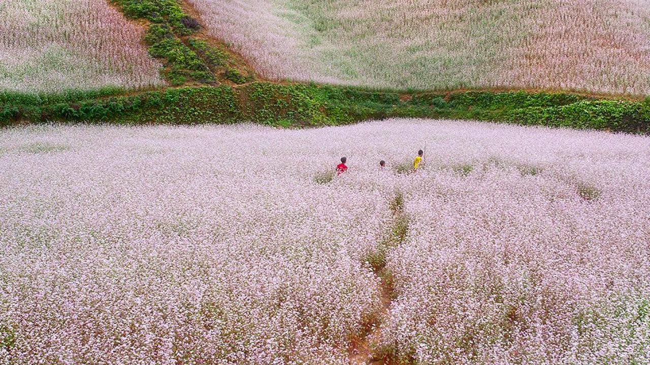 Những Cánh Đồng Hoa Tam Giác Mạch