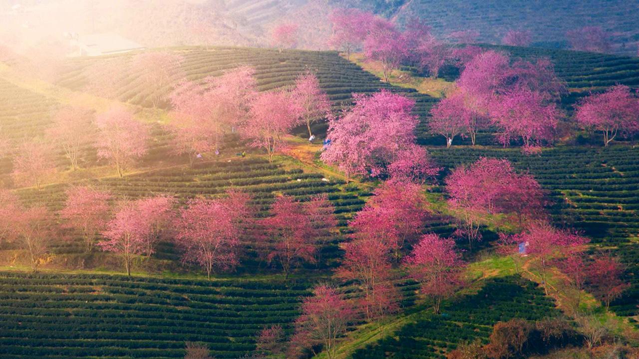 Cảnh Đẹp Từ Những Đồi Chè